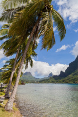 Fototapeta na wymiar Palme e montagne sullo sfondo. Moorea, Polinesia francese