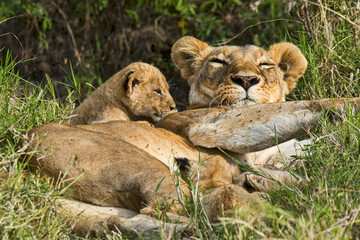 Kenia-Löwe-21414