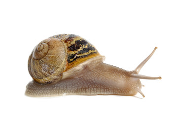 land snail