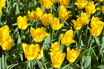 Yellow tulips in the park with sunset sunlight