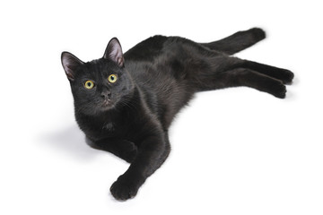 Black cat lying on a white background