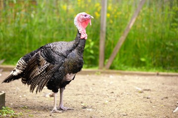 Farm male turkey outdoor
