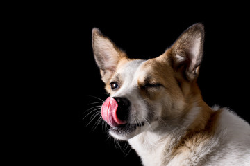 portrait of beautiful dog in studio with black background