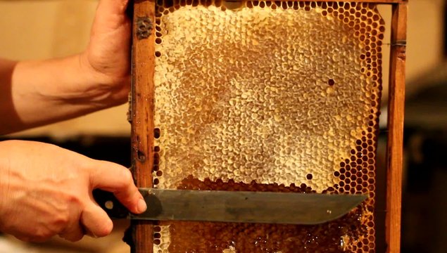Beekeeper unsealing honeycomb