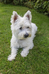 West highland white terrier