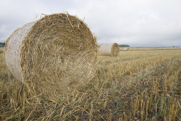 Pole po żniwach © Piotr Szpakowski