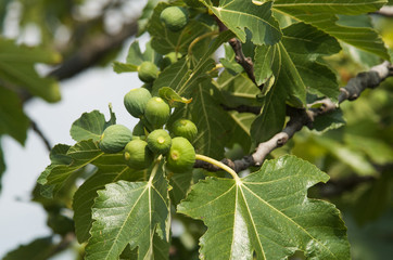 Cluster of green figs growing on a branch