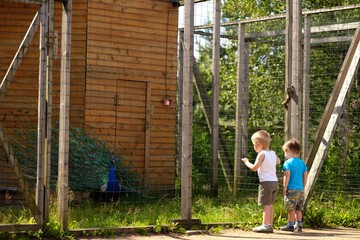 Two small children look at a peacock in a zoo