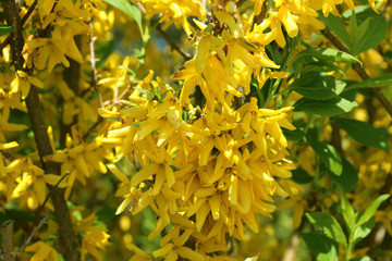 forsythia