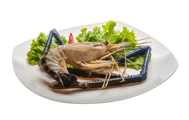 Freshwater prawn