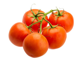 Tomatoes on the branch