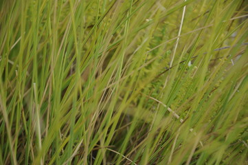 Fototapeta premium Grass background