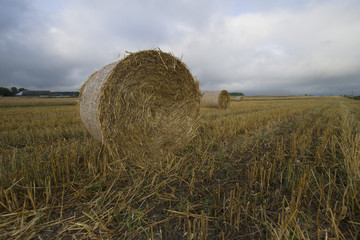 Pole po żniwach © Piotr Szpakowski