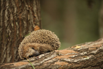 hedgehog