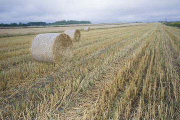 Pole po żniwach © Piotr Szpakowski