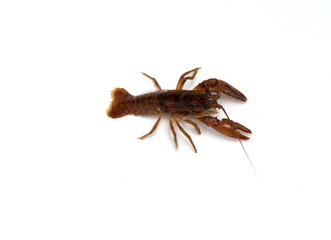 Crayfish