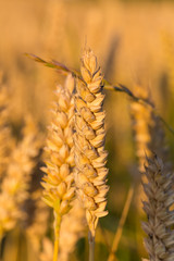 Wheat field and blue sky