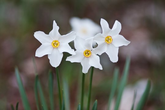 Narcisi
