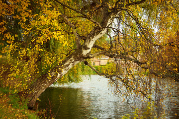 Fototapeta premium fall in a park