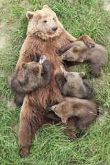 Brown bear with bear cubs