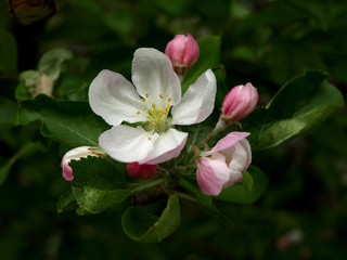 Fototapeta na wymiar Apple-tree flowering