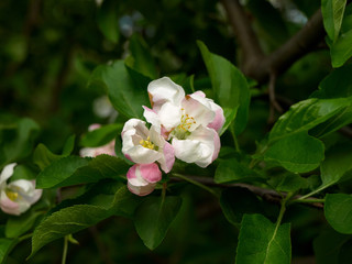Obraz na płótnie Canvas Apple-tree flowering