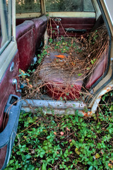 a car, trapped in the bushes