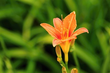 Fototapeta premium Orange lily
