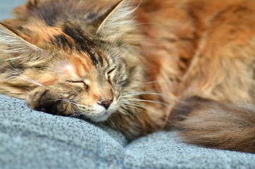 Fototapeta na wymiar śpiąca piękna młoda kotka rasy maine coon 