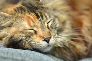 śpiąca piękna młoda kotka rasy maine coon 