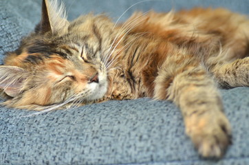 śpiąca piękna młoda kotka rasy maine coon  - obrazy, fototapety, plakaty