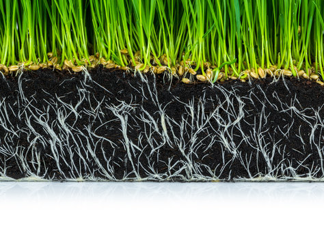 Fresh green wheat grass with roots isolated on white background