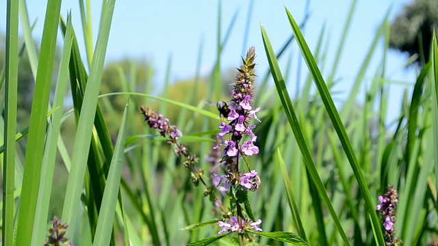 purple flowers closeup and green leafs under wind breeze in sunny day, summer windy seasonal environment, nature wildflowers diversity