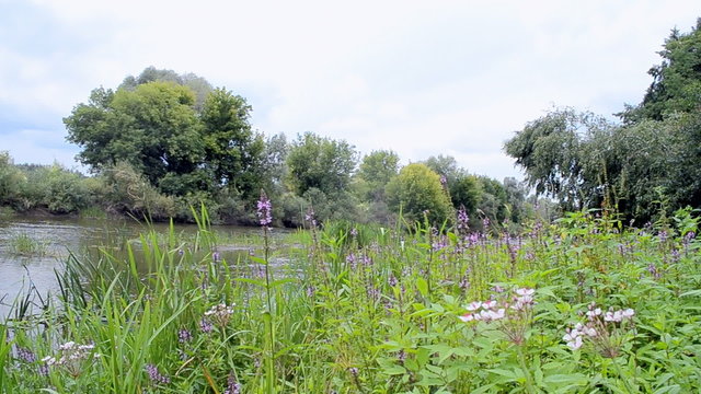 river landscape with cloudy blue sky, purple flowers and green plants under wind breeze in sunny day, summer windy seasonal environment, nature wildflowers diversity
