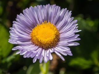purple daisy flower - 68545741