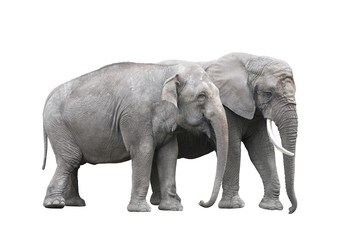 Pair of elephants isolated on white with clipping path