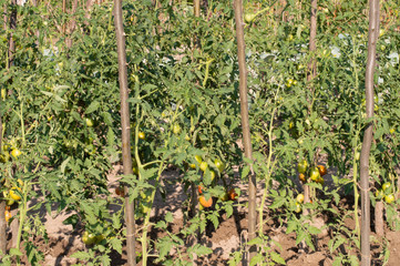 Fototapeta na wymiar Cultivation tomato on a farmer kitchen garden during the summer 