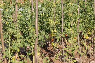 Fototapeta na wymiar Cultivation tomato on a farmer kitchen garden during the summer 