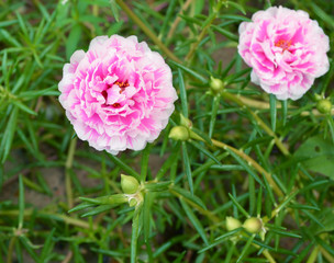 portulaca flower in the garden