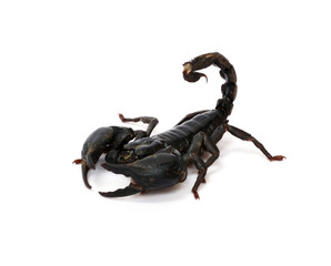 Scorpion on white background.