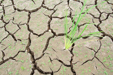 Grass in dried cracked mud