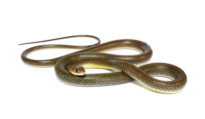 Obraz premium snake isolated on white