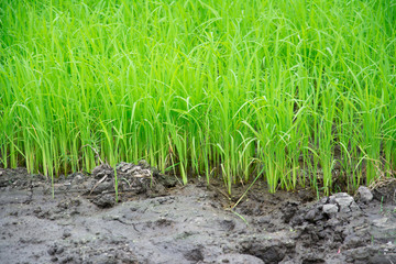 Rice Seedlings Field