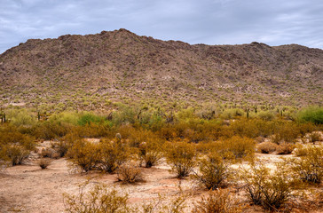 Sonora Desert