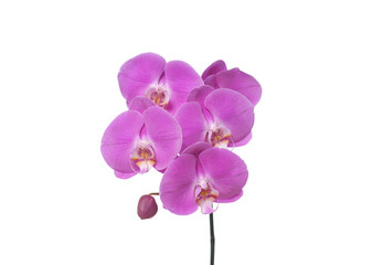 Beautiful pink orchid stem
