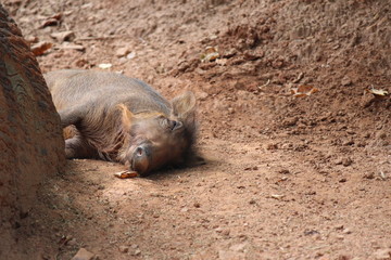Baby Warthog Asleep