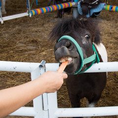 Close up of horse's mouth with bad teeth