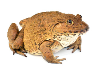 Frog on White