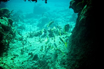 Obraz premium Rafa koralowa, tropikalne ryby i życie morskie na Morzu Karaibskim