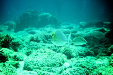 Obraz premium Coral Reef, tropical fish and ocean life in the caribbean sea